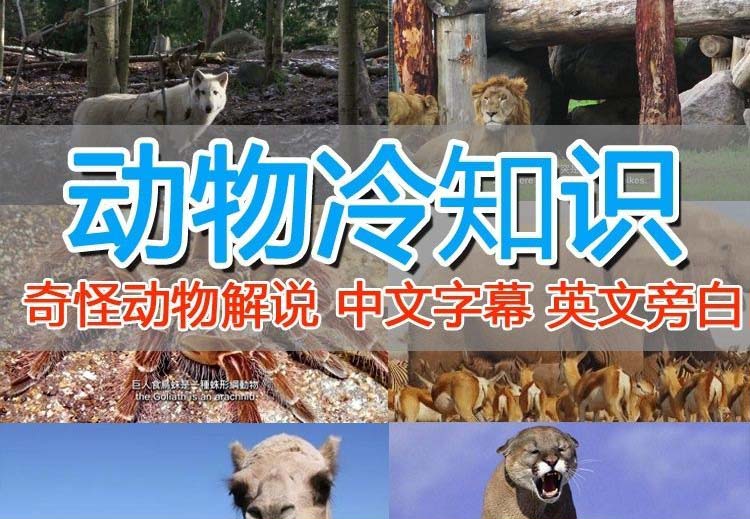（6312期）外面卖1699的国外纪录片解说（动物解说、美食、动画片）稳过中视频-创客云联盟