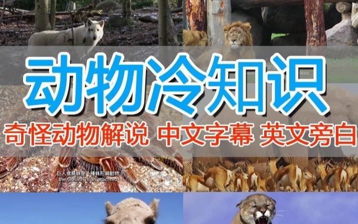 外面卖1699的国外纪录片解说（动物解说、美食、动画片）稳过中视频-创客云联盟